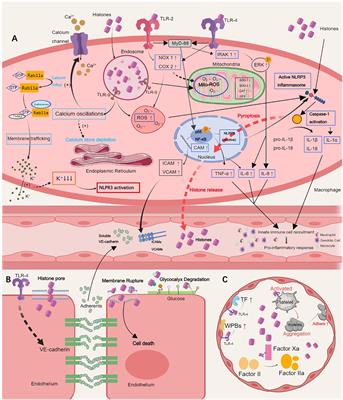 Emerging therapeutic strategies targeting extracellular histones for critical and inflammatory diseases: an updated narrative review